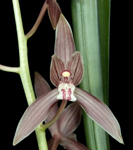 Cymbidium haematodes Lanting AM/AOS 83 pts.